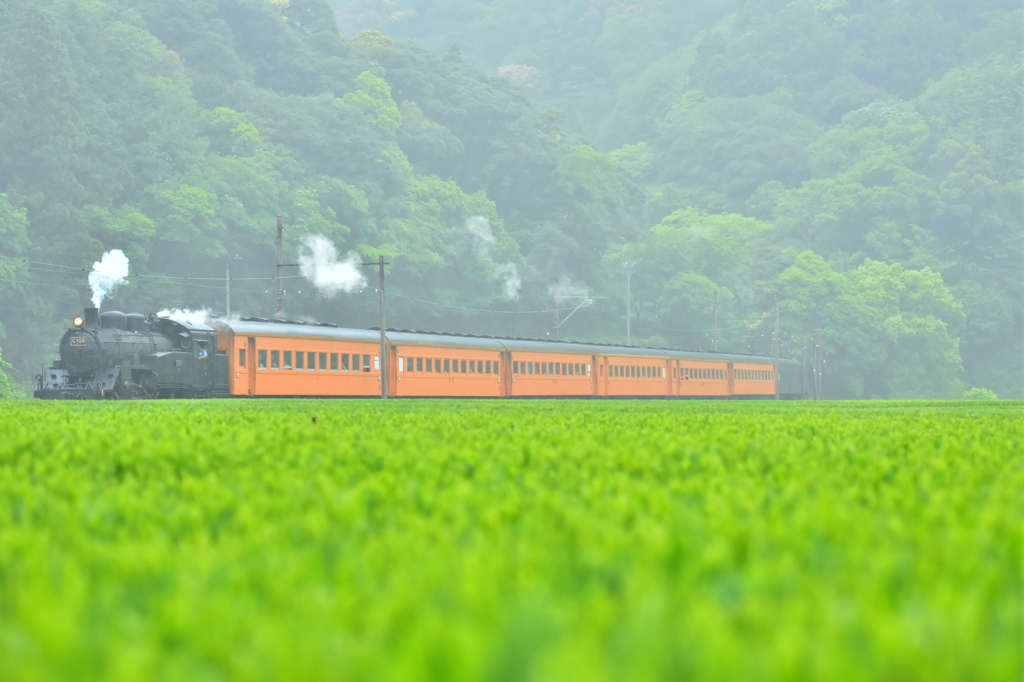 みどりの雨　オレンジの雨