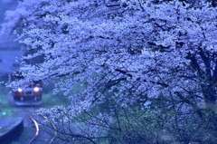 桜鉄始発雨模様