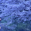 桜鉄始発雨模様