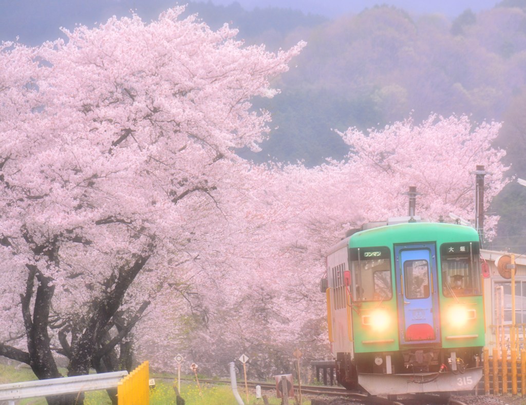 はるさめサクラ