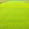 vast green carpet