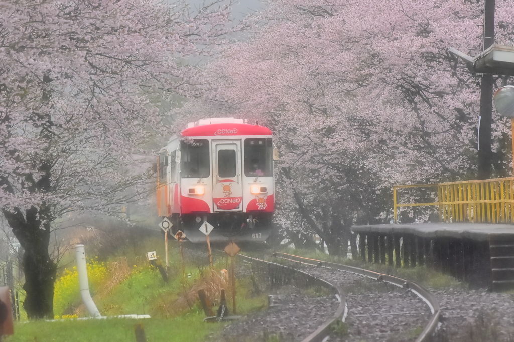 雨に咲く花