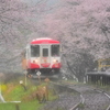 雨に咲く花