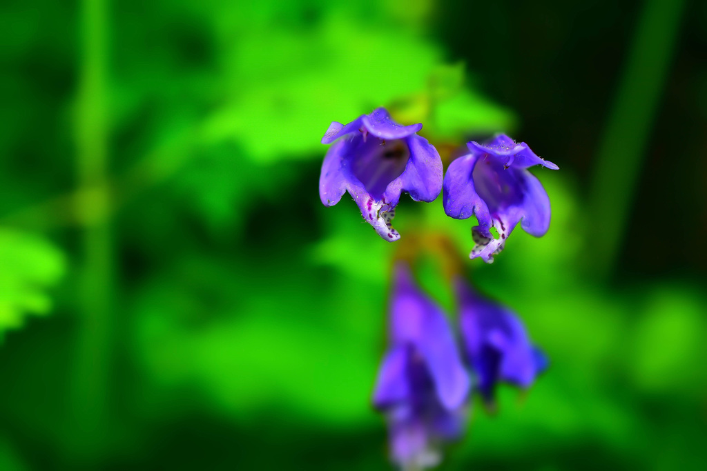 水中花 