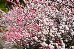 花心