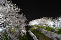 夜桜お七