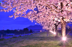 夕桜を渡る風