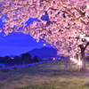 夕桜を渡る風