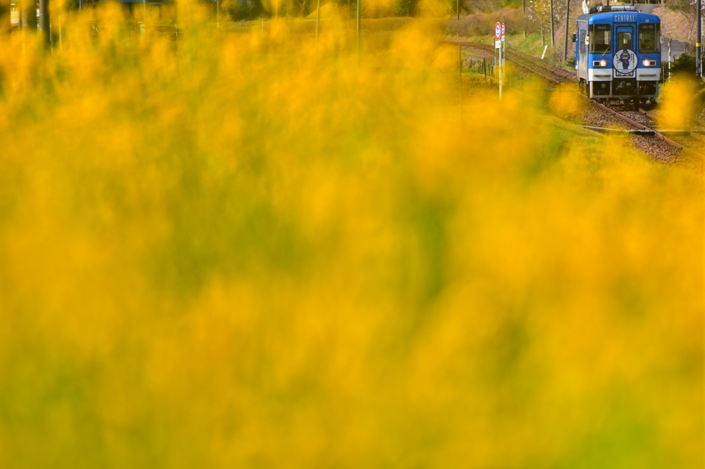 てつじい菜の花とたわむれる頃