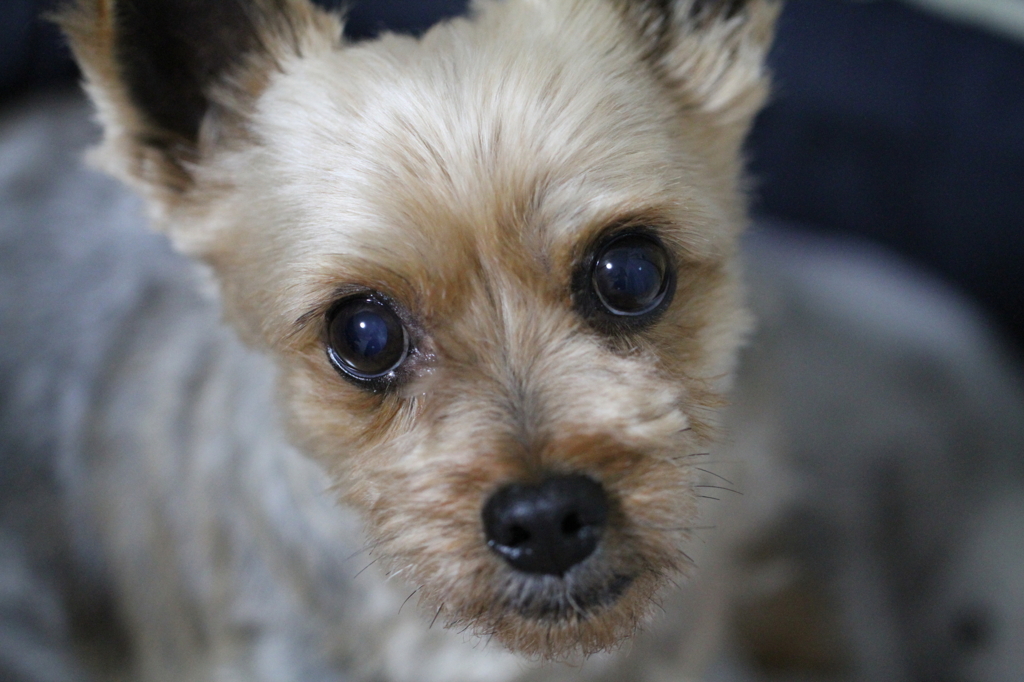 犬