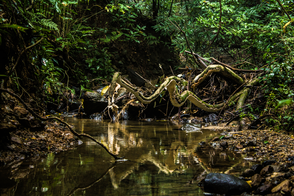 Wooden snake