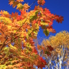 尾瀬の紅葉