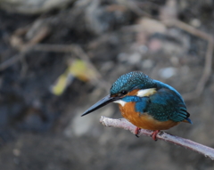 カワセミ