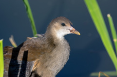 バン幼鳥2014