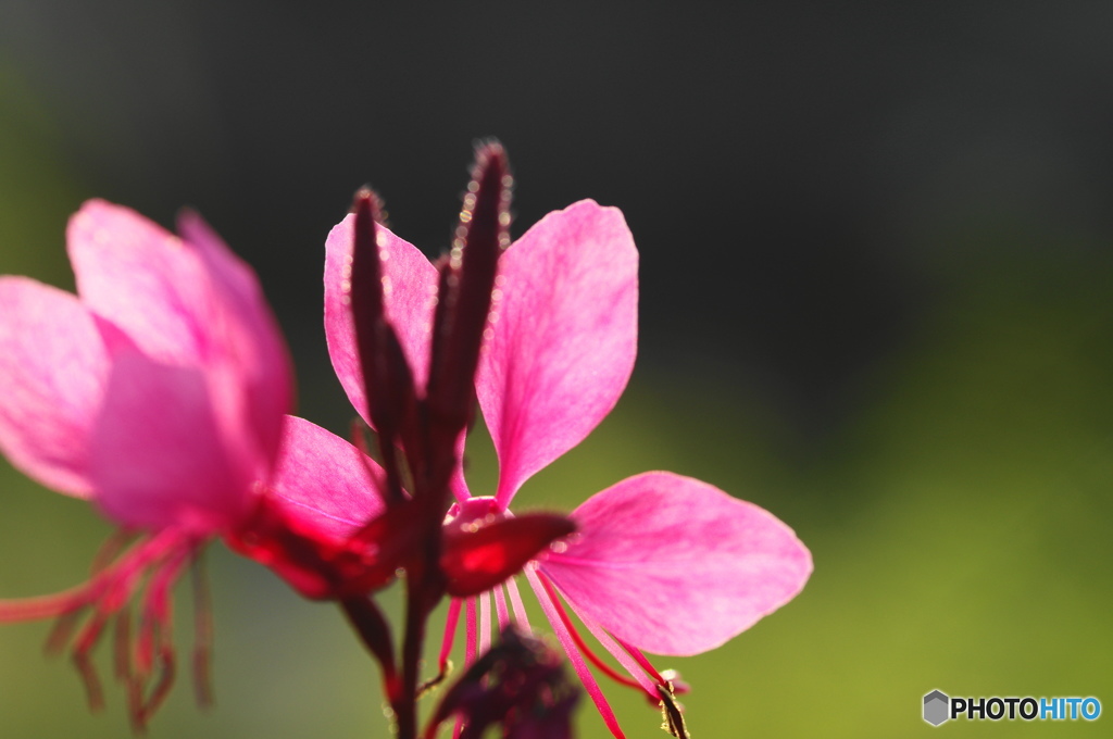 神無月花ー33