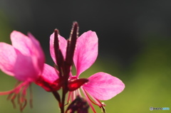 神無月花ー33
