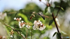 引き気味な蝶～ⅳ
