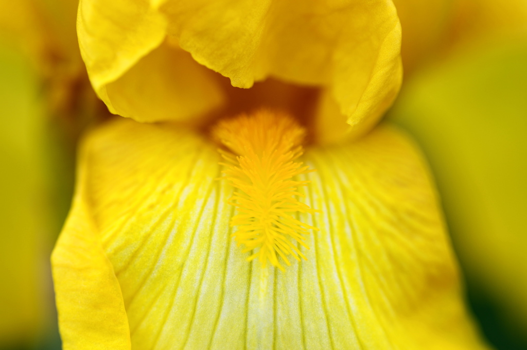 菖蒲ー３