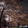 汐入夜桜～ⅰ