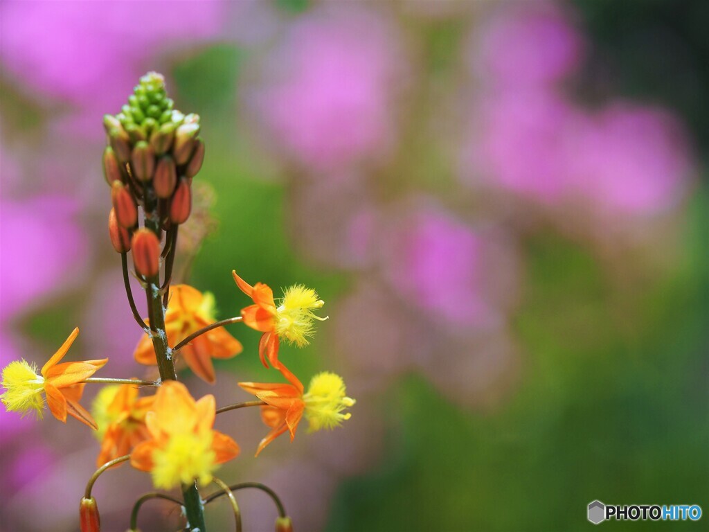 復活