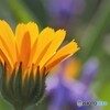 『別れの悲しみ』