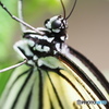 秋の生物園ー③