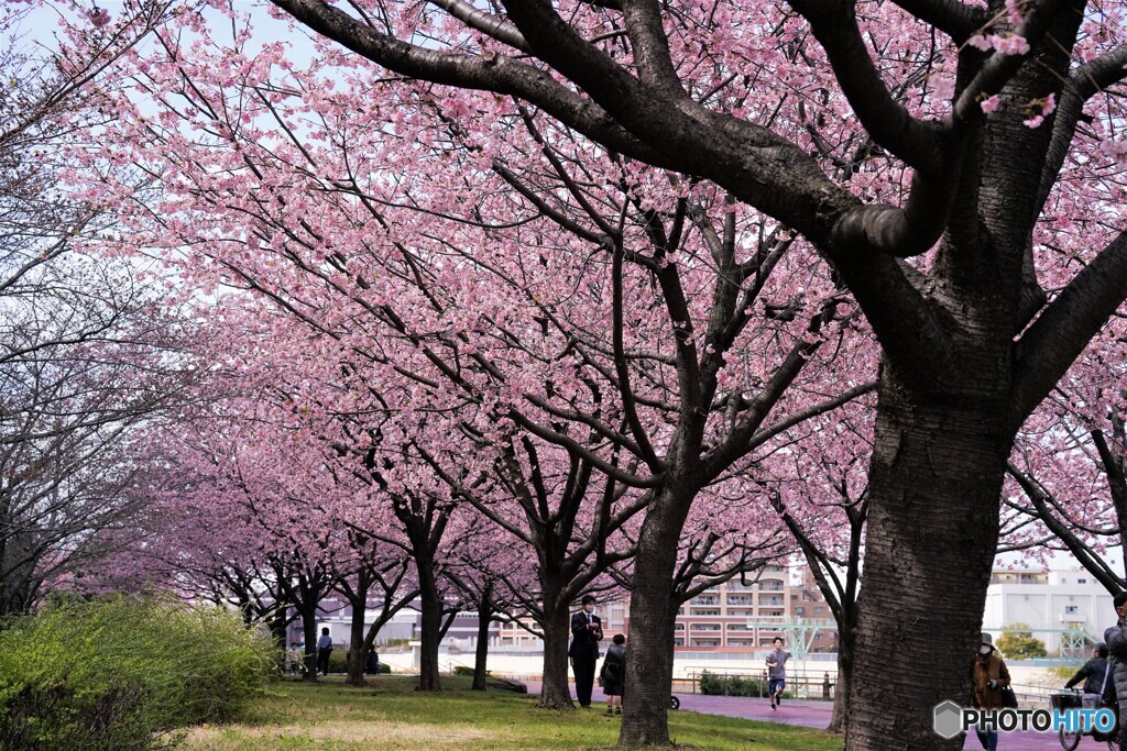桜便り～xvi