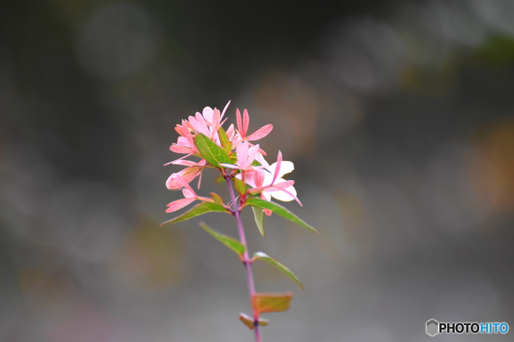 睦月花ー31