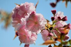 汐入八重桜 江戸