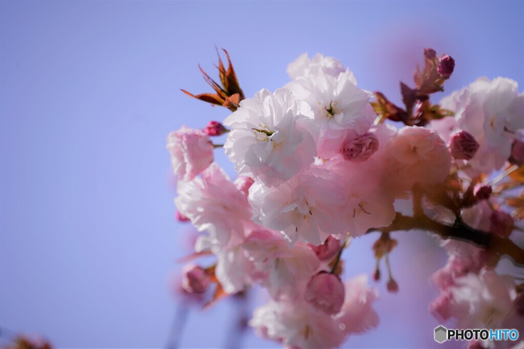 八重桜便り～ⅻ
