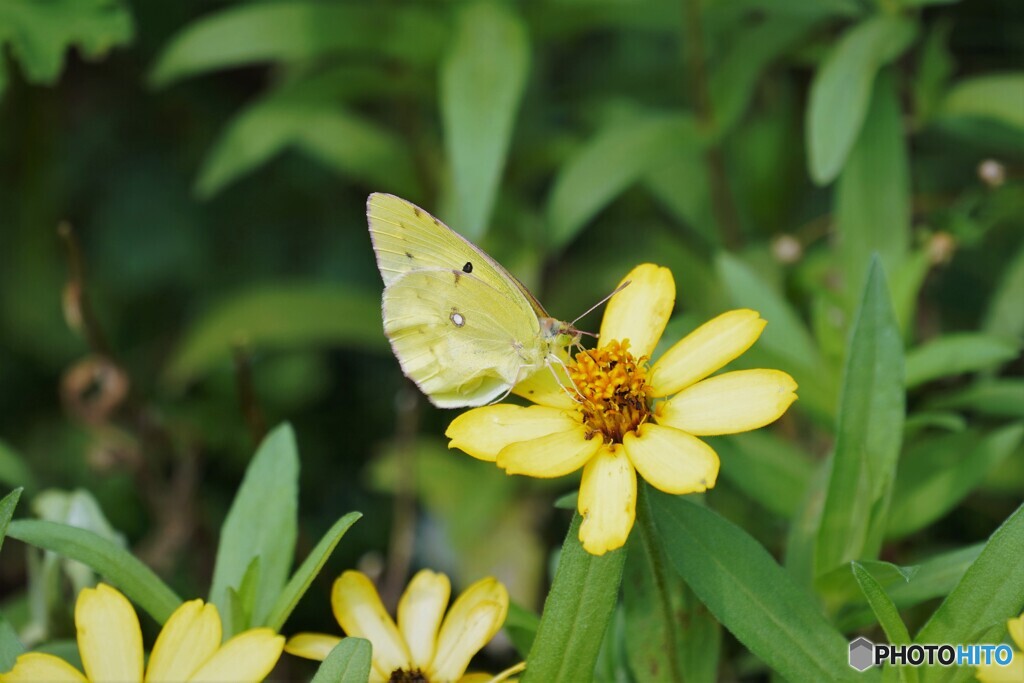 黄花に蝶