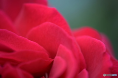 長月花ー21