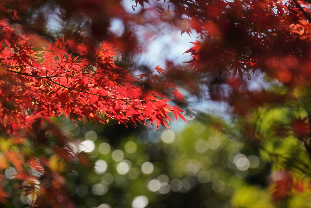 ある日の紅葉