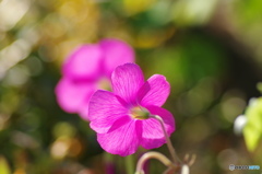 神無月花ー40