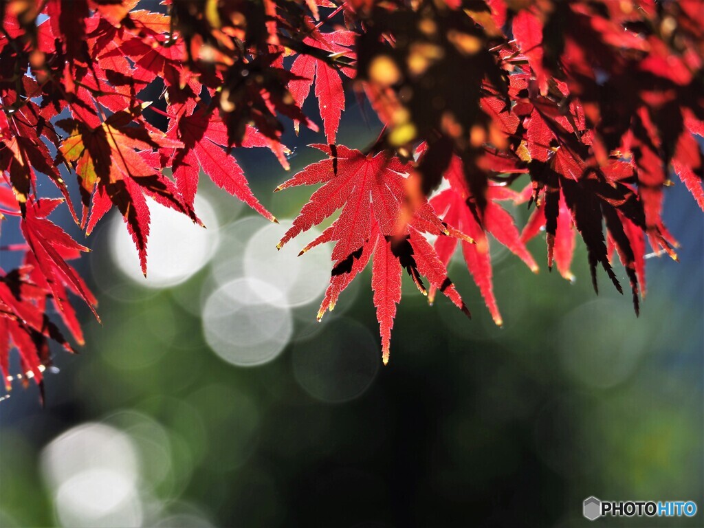 秋色々～ⅶ