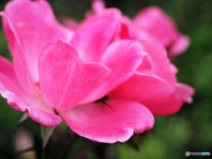 駅前の薔薇、、、①