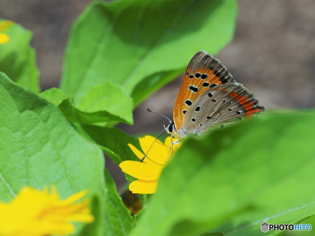 紅ちらり
