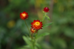 秋の開花