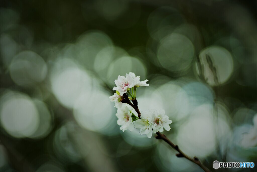 子福桜～②