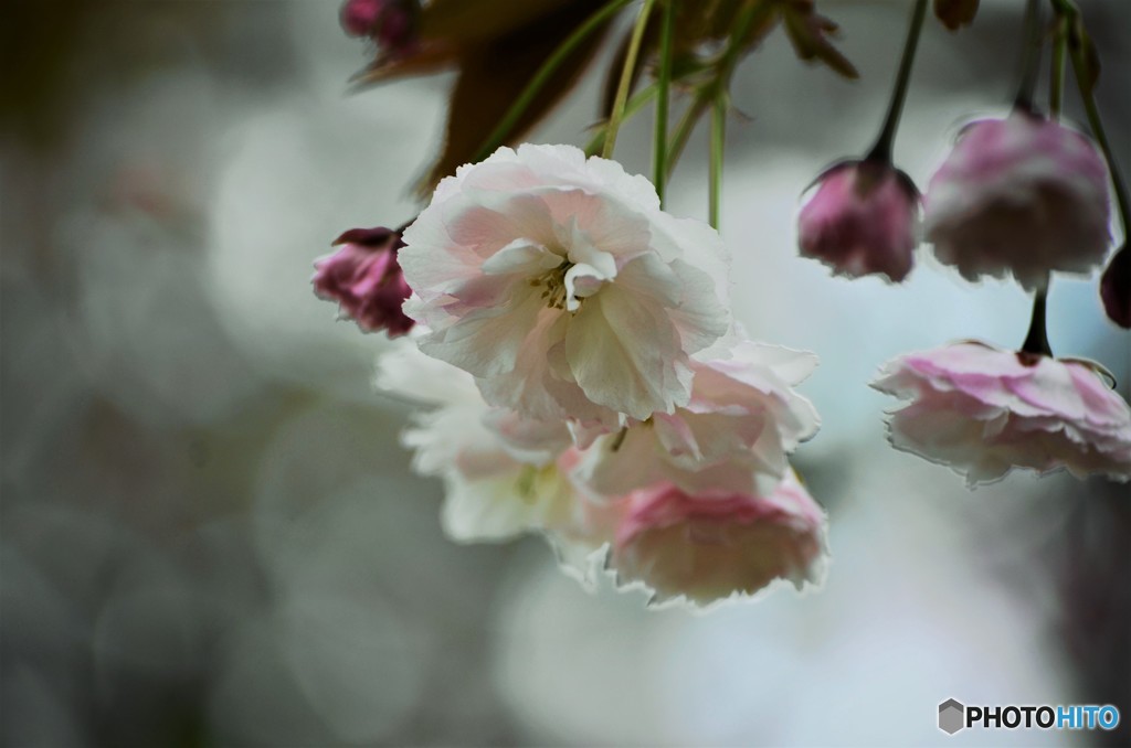 普賢象咲くラ～