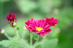 散歩ー秋花ーE