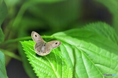 夏の蝶の園～ⅺ