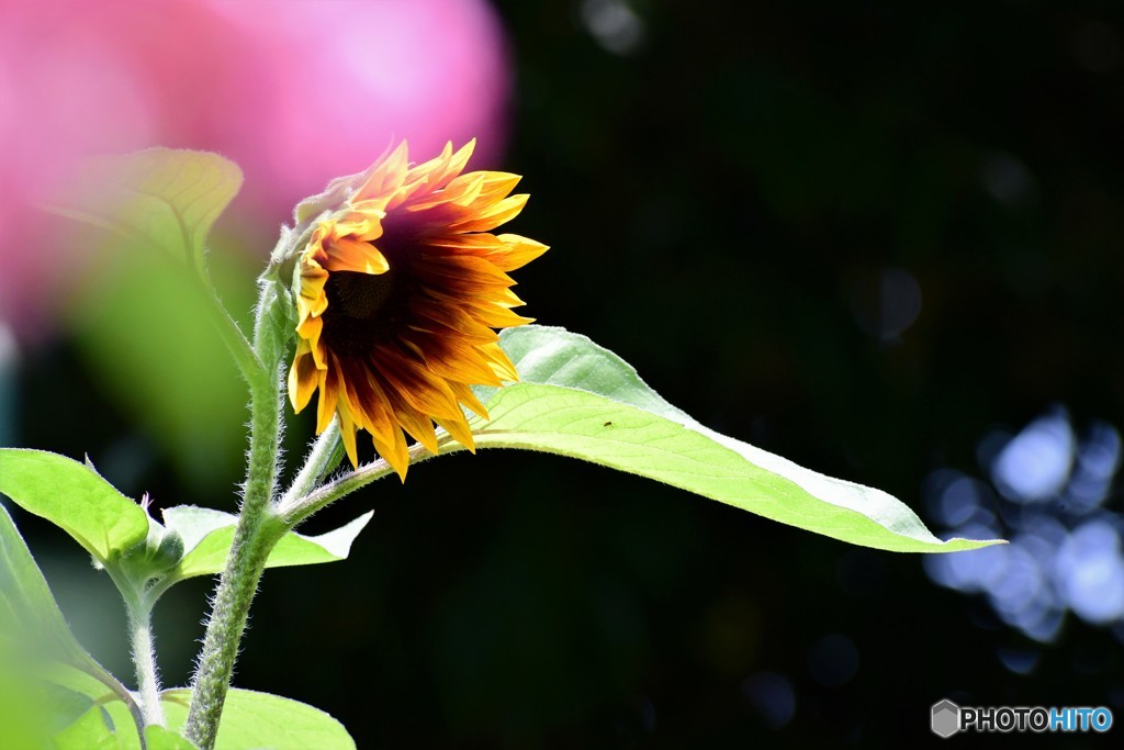 夏の花。