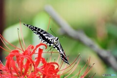 アゲハと彼岸花～⓷