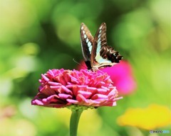 靑がきた～、、、②