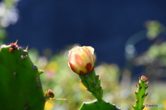 神無月花ー４