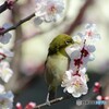 豊後梅とメジロの7年前～ⅰ