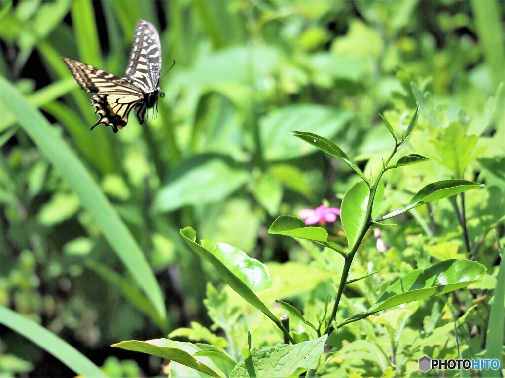 ピンクの花見っけ～ⅱ