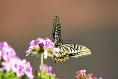 ハーブ園を舞う。