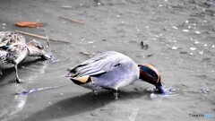 隅田川の水鳥達～③